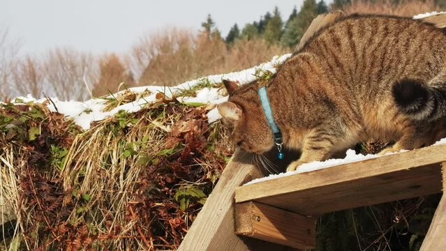 Sweet European grey kitten cat sniffing flehmen on an outdoor ladder stair with snow slow motion 100 ips FHD