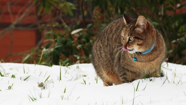 Sweet European grey kitten cat walking on snow in winter slow motion 100 ips FHD