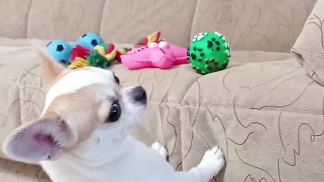 Chihuahua dog plays with rubber toys on a soft sofa. Ball, star, dumbbell, expander, multi-colored bone.