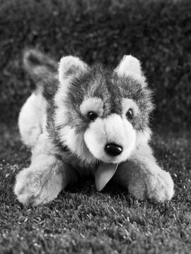 Gray wolf toy, black and white photo
