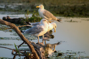 birds from the Danube Delta
