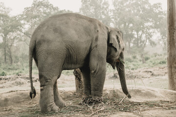 Elephant Breeding Center Chitwan