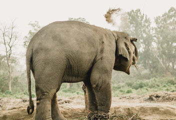 Fototapeta na wymiar Elephant Breeding Center Chitwan