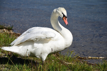 A beautiful white swan stands on the shore of a lake in spring on a meadow in Bavaria