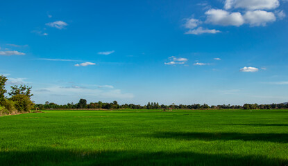 Beautiful landscape of rice field