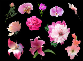 set of eleven pink flowers isolated on black