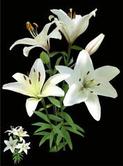 white color lily flowers bunch isolated on black