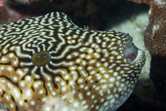 Primo piano di pesce palla Arothron mappa