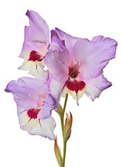 three blooms pink and yellow gladiolus flower