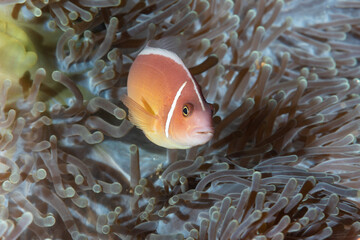 pesce pagliaccio rosa o pesce pagliaccio crociato, Amphiprion perideraion, con un anemone di mare	