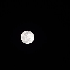 Naklejka na ściany i meble Moon Timelapse, Stock time lapse : Full moon rise in dark nature sky, night time. Full moon disk time lapse with moon light up in night dark black sky. High-quality free video footage or timelapse
