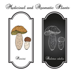 Cep, penny bun, porcino or porcini Boletus edulis , edible mushroom