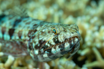Primo piano di pesce lucertola, del genere Synodus, con in evidenza i denti