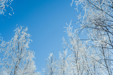 Snow covered trees and clear blue sky. Winter cold snowy season.