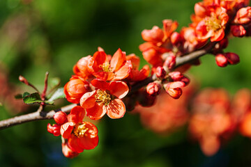 spring flowers in the garden
