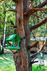 Wooden bird feeder on a tree in the forest. Bird feeder. Pine tree. Green color. Animal crushing. Animal care. Sunny spring day. Preservation of the population. Ecology protection.