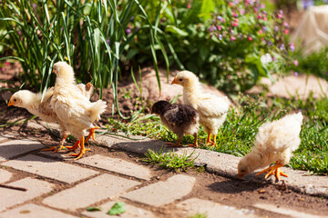young chickens in the garden