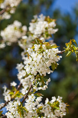 spring tree with white flowers
