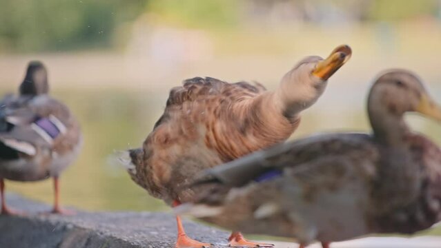 Duck shaking feathers next to the lake. Slow motion. 