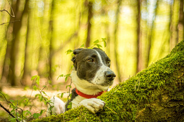 Dog watching over a mossy tree root. Bright daylight in a green deciduous forest, young animal posing in the woods. Selective focus on the details, blurred background.