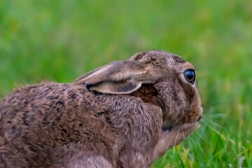Close-up portrait of a Brown Hare (Lepus europaeus)