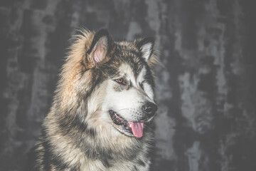Indoor photosession of a pet. Young lovely Alaskan Malamute side view with a tongue out. Fluffy family member portrait. Selective focus on the details, blurred background.