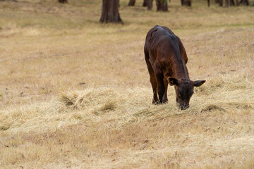 Young Angus calf eating hay