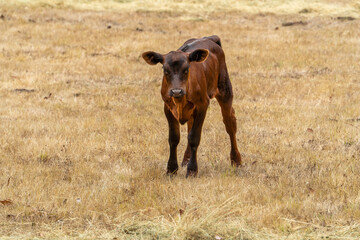 Beautiful brown calf standing in a field