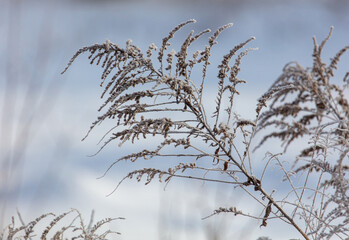 Dry grass in the snow in winter.