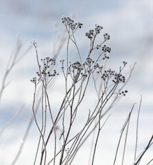 Dry grass in the snow in winter.