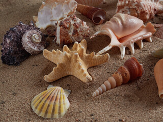 View of the sandy beach. Summer day. Shells in the sand.