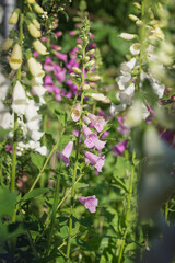 pink and white digitalis summer