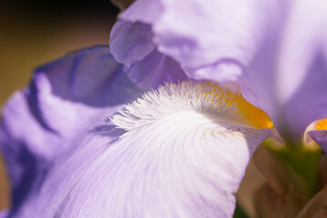 Fototapeta na wymiar macro photography lilac iris flower in spring