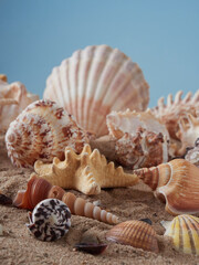 Obraz na płótnie Canvas View of the sandy beach. Summer day. Shells in the sand.