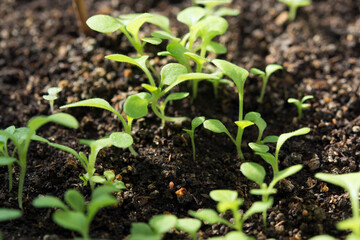 seedling, plant, petunia, organic, nature,