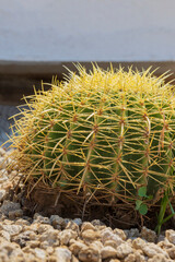 Big round cactus, Selective focus close-up top-view shot on Golden barrel cactus cluster. Well known species of cactus, endemic to east-central Mexico widely cultivated as an ornamental plant.
