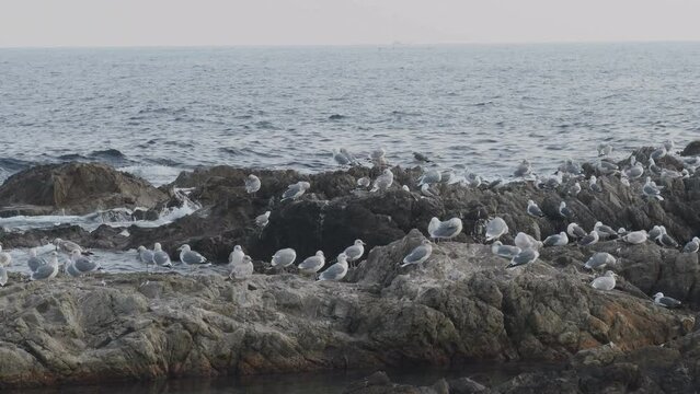 Flock of seagulls roosting on rocky shoreline during morning high tide.