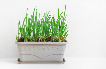 micro-green onion in a pot