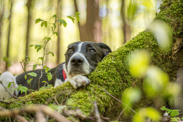 Creative dog photosession in the woods. Doggy with sad eyes laying on a green mossy tree root on a sunny morning. Selective focus on the details, blurred background.