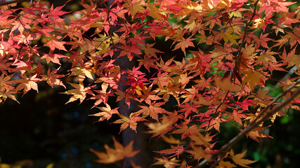 red autumn leaves