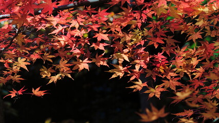 red autumn leaves