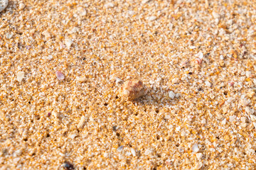 Fototapeta na wymiar hermit crab on the sand at the beach