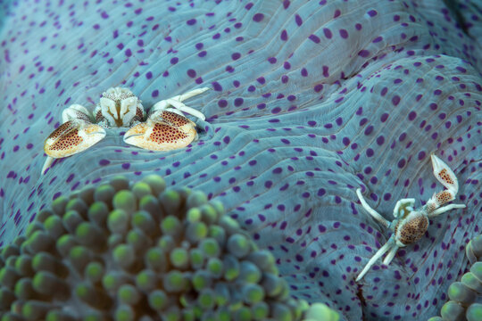 Due granchi porcellana, Neopetrolisthes maculatus, su anemone di mare