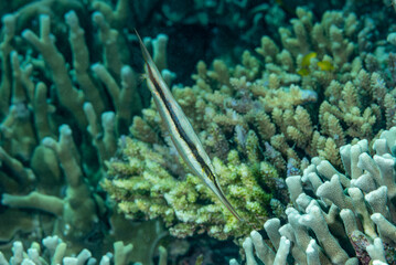 Naklejka na ściany i meble Pesce rasoio, Aeoliscus strigatus, con coralli sullo sfondo
