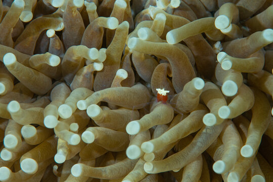 gambero fantasma del corallo a fungo, Cuapetes kororensis, su heliofungia