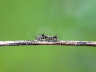 macro of a dragonfly