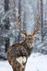 Naklejka na ściany i meble Majestic Deer looking back in winter forest. Animal in nature habitat. Wildlife scene