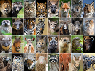 Close up collage of 32 portraits of animals