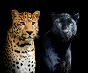 Close portrait two leopards on black background © byrdyak