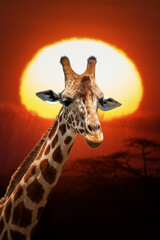 African giraffe portrait at beautiful orange sunset in the National park of Kenya